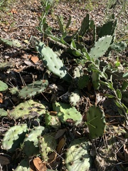 Opuntia