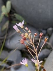 Claytonia sibirica