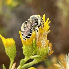 Andrena isocomae