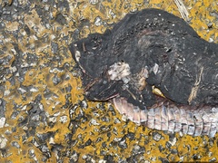 Drymarchon melanurus