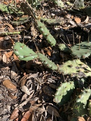 Opuntia