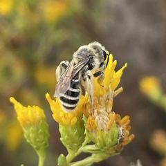 Andrena isocomae