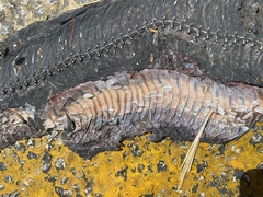 Drymarchon melanurus