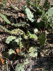 Opuntia