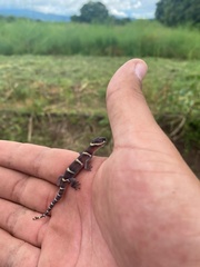 Coleonyx mitratus