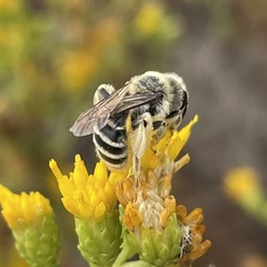 Andrena isocomae