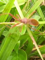 Zelus cervicalis