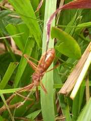 Zelus cervicalis