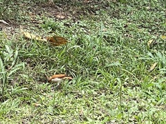 Furnarius leucopus cinnamomeus