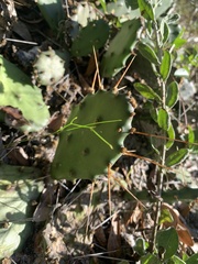 Opuntia