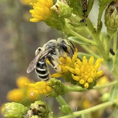 Andrena isocomae