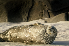 Leptonychotes weddellii