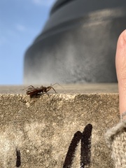 Acholla multispinosa