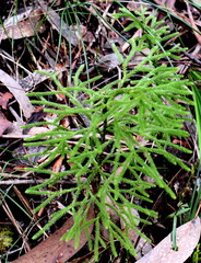 Lycopodium deuterodensum