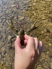 Cambarus callainus