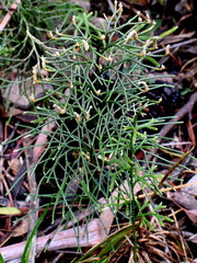 Lycopodium deuterodensum