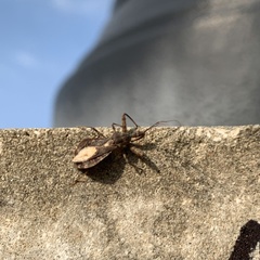 Acholla multispinosa