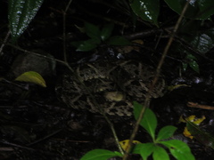Bothrops asper