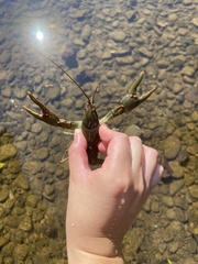 Cambarus callainus