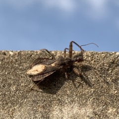 Acholla multispinosa