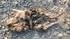 Chaetodipus