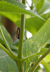 Oncometopia rufipennis