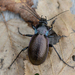 Bronze Ground Beetle - Photo (c) Jürgen Mangelsdorf, some rights reserved (CC BY-NC-ND)
