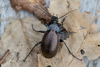 Bronze Ground Beetle - Photo (c) Jürgen Mangelsdorf, some rights reserved (CC BY-NC-ND)
