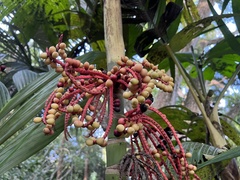Pinanga coronata