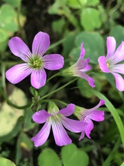 Oxalis debilis