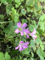 Oxalis debilis