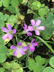 Oxalis debilis