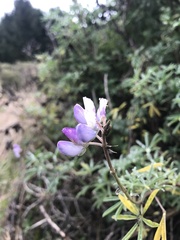 Lupinus albifrons