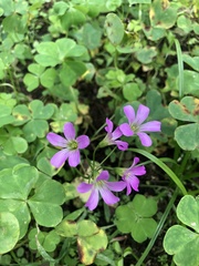 Oxalis debilis