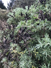 Lupinus albifrons