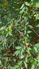 Euonymus europaeus