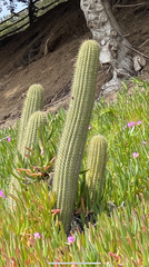 Trichocereus chiloensis litoralis
