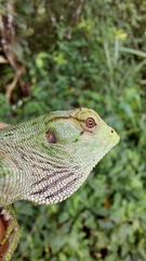 Polychrus marmoratus