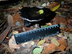 Sanguinoderma rugosum