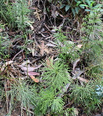 Lycopodium deuterodensum