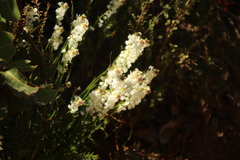 Stackhousia monogyna