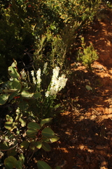 Stackhousia monogyna