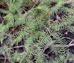 Gleichenia microphylla