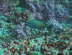 Acanthurus lineatus
