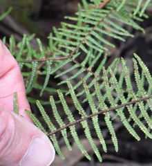 Gleichenia microphylla