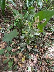 Malvaviscus arboreus