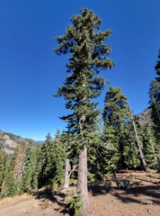 Abies concolor