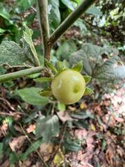 Malvaviscus arboreus