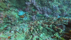 Acanthurus lineatus