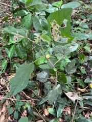 Malvaviscus arboreus